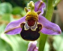labelle remarquable d'ophrys bourdon