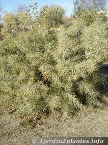 L'acacia hanburyana est un hybride utilisé pour son port très buissonnant et sa floraison abondante