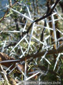 épines de l'acacia karroo: elles servent comme aiguilles à couture. Cet acacia est d'origine Africaine et résistera à -10°C