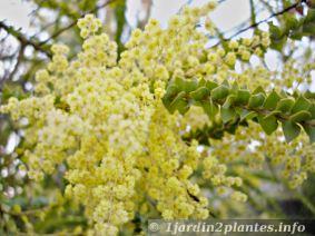 Les fleurs du acacia pravissima naissent en Avril