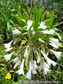fleurs d'agapanthe blanche en Août