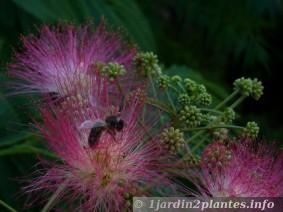 Les abeilles butinent souvent les fleurs d'albizia.