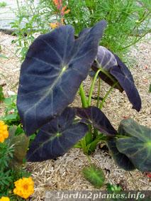 Proche cousin de l'alocasia: un colocasia à feuilles noires utilisé en massif l'été