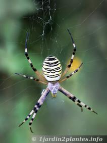 Une araignée commune: l'épeire