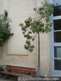 Un arbre-bouteille en pot au jardin des plantes de Caen
