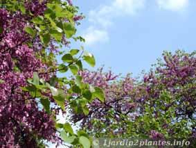 La floraison de l'arbre de Judée démarre avant les feuilles