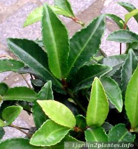 feuilles d'ardisia crenata dont ont voit le bord crènelé