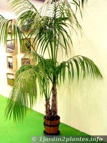 Palmier d'ornement en intérieur: areca