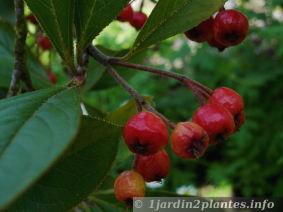 fruits d'aronia arbutifolia