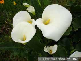 fleurs de l'arum blanc (le plus rustique)