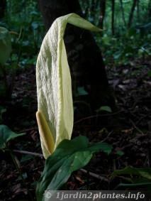 fleur d'arum italicum sauvage en forêt
