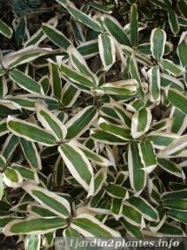 Ce sasa veitchii a les feuilles marginées de crème en hiver