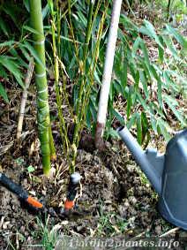 Les outils utilisés pour transplanter un bambou sont, sécateur à long manche, bêche solide et arrosoir
