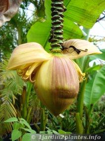 Il n'est pas rare de voir une fleur apparaître lorsque l'été est chaud et que le bananier a au moins 3 ou 4 ans