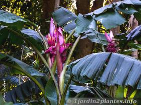 On remarque sur ce bananier musa velutina des feuilles presque bleutées contrastant avec les fleurs roses