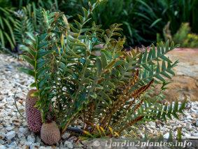 Celui-ci se comporte comme un arbuste rampant et ne mesure pas plus de 30 centimètres de haut: banksia blechnifolia à feuilles de fougères
