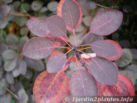 berberis: feuilles d'automne