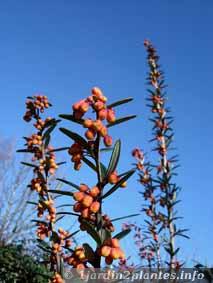 berberis linearifolia
