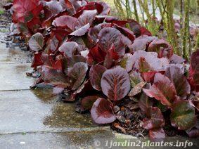 En bordure d'allée ce bergenia à larges feuilles rouges apportera un peu de gaité au jardin en hiver