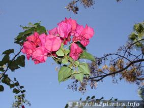bougainvillier rose