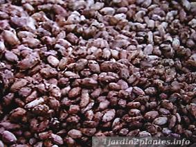 Fèves de cacao en vrac