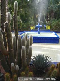 Cactus au jardin de Majorelle (Maroc)(Espostoa lanata)