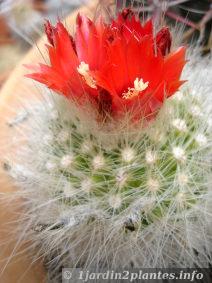 cactus à  fleur rouge