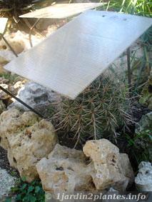 Certaines plantes grasses peuvent supporter de brèves gelées à condition de les abriter de l'humidité