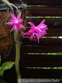 Aporocactus en floraison estivale