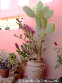 Un cactus en pot