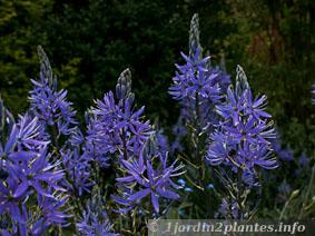 Fleurs bleu de la variété 