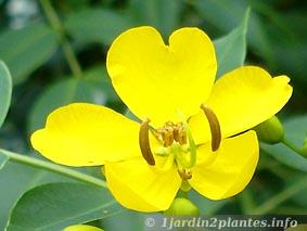 cassia-fleur