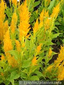 célosie jaune: variété fresh look or
