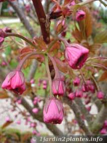 cerisier à  fleurs doubles: prunus serrulata pink perfection