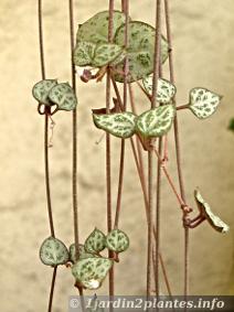 la chaine des coeurs est une plante utilisée en suspension à  l'intérieur