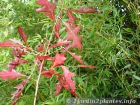 chêne palustre en feuillage d'automne