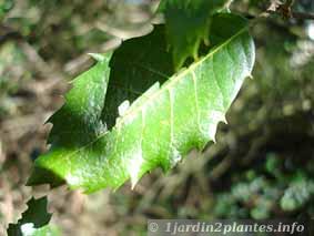 feuille de chêne en région humide: les feuilles sont peu piquantes