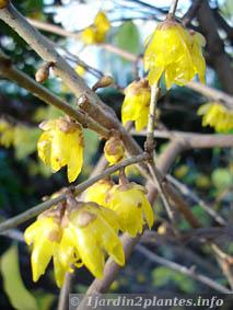 chimonanthus praecox en floraison en Décembre