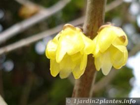 chimonanthus praecox en floraison en Février