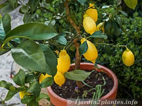 Culture d'un citronnier en pot. Photo au printemps