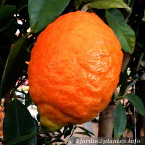 Citrus medica 'Pigmentata'; le citronnier rouge ou cédrat rouge obtenu par hybridation