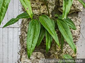 Lorsqu'il pleut, les feuilles de la clématite armandii sont très luisantes et lui confèrent une allure  de belle liane tropicale