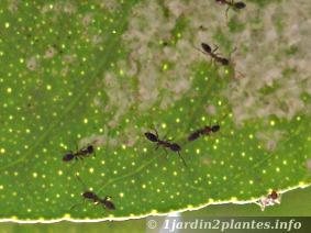 Pucerons lanigères et fourmis au revers des feuilles du clémentinier. L'attaque est bien visible (points jaunes démontrant l'aspiration de sève). On combat d'abord les fourmis puis ensuite les pucerons de faà§on manuelle sur les petites plantes et chimique sur les plus grands arbres.