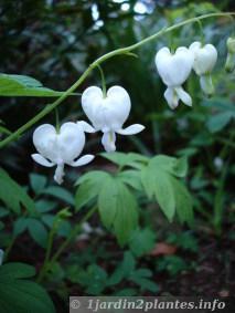 coeur de marie fleurs blanches: variété spectabilis alba