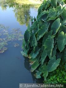 Colocasia en pleine terre en bordure d'étang au jardin de Latour-Marliac au Temple sur Lot