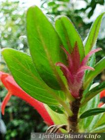 feuilles de columnea