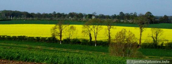 champ de colza en plaine normande