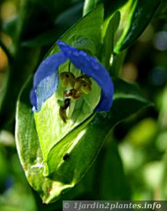 fleur bleu de comméline commune de face 