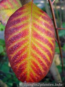 le cotinus ou arbre à perruque se colore à l'automne