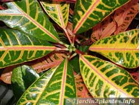 Une plante tropicale: le croton